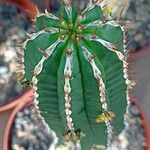 Euphorbia handiensis Foglia