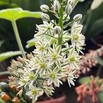Albuca bracteata Flor