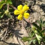 Potentilla tabernaemontaniപുഷ്പം