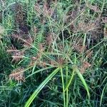 Cyperus odoratus List