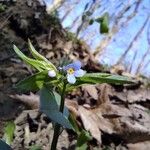 Myosotis sparsiflora Blodyn