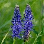Phyteuma betonicifolium Flor
