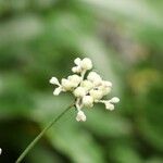 Pollia japonica Цветок
