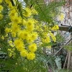 Acacia decurrens 花