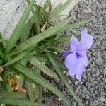 Ruellia angustifolia Lapas