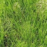 Equisetum arvense عادت داشتن