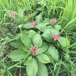 Rauvolfia serpentina Flower