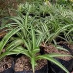 Chlorophytum capenseYaprak