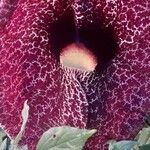 Aristolochia gigantea 花