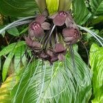 Tacca integrifolia Virág