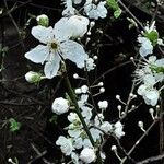 Prunus domestica Blomst