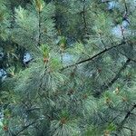 Pinus sibirica Fulla