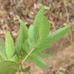 Eugenia pyriformis Leaf