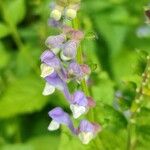 Scutellaria altissima Fleur