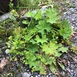 Alchemilla xanthochlora Агульны выгляд