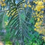 Acacia dealbataFeuille