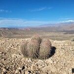 Ferocactus cylindraceus Blad