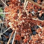 Hylotelephium anacampseros Fruit