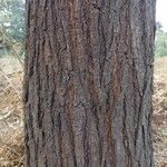 Acacia farnesiana बार्क (छाल)