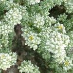 Herniaria fruticosa Flor