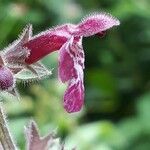 Stachys sylvatica Flower
