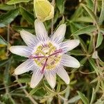 Passiflora caeruleaFlors