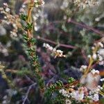 Adenostoma fasciculatum Leaf