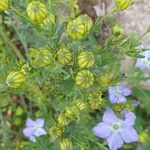 Linum usitatissimum Blomma