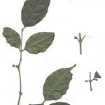 Cassipourea elliptica Egyéb