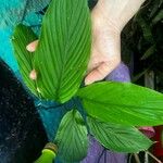 Curcuma longa Feuille