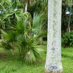 Sabal palmetto Bark