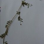 Vicia segetalis Fleur