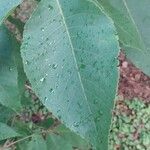 Carya glabra 葉