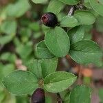 Cotoneaster nitens List
