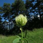 Trifolium ochroleucon Flower