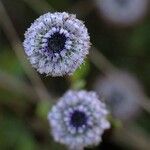 Globularia alypumKvět