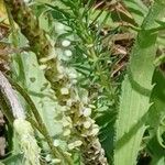 Plantago serraria ফুল