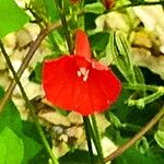 Ipomoea hederifolia Flors