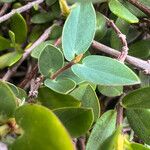 Euphorbia pancheri Blatt