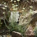Helichrysum glumaceum