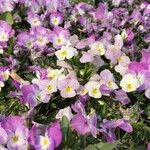 Viola × wittrockiana Λουλούδι