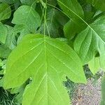 Liriodendron chinense Folha