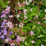 Saxifraga hirsuta Flor