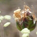 Plantago sempervirens Fruit