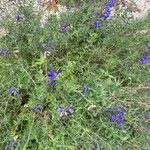 Salvia chamaedryoides Plante entière