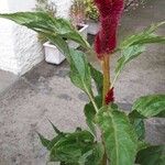 Celosia argentea പുഷ്പം
