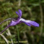Pinguicula longifolia Flor