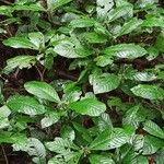 Psychotria hexamera 葉