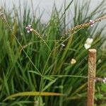 Verbena litoralis 花