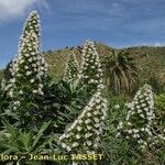 Echium hierrense Habit